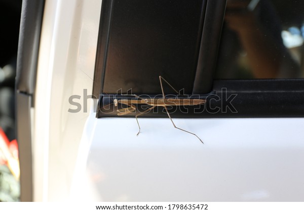 a gold mantis stoping\
by at car door