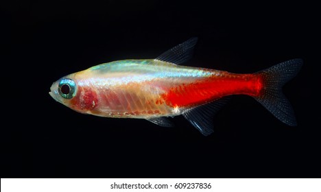 Gold Neon Tetra