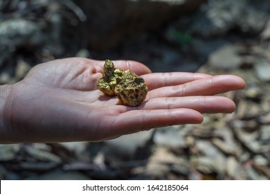 Gold In Its Origin As Gold Nuggets In The Mine Is In The Hands Of Men Selective Focus.