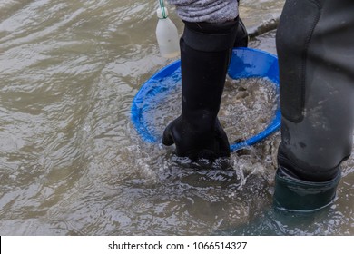 Gold Panner In A Glacial River Shakes His Pan In The Cold Water