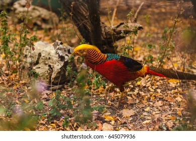 Gold pheasant in wild nature - Shutterstock ID 645079936