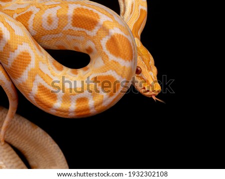 Gold Python, Reticulated python (Python reticulatus)
