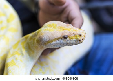 Gold Pythonreticulated Python Python Reticulatus Stock Photo 699089908 ...