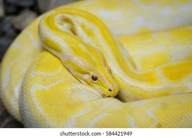 10,291 Yellow python pattern Images, Stock Photos & Vectors | Shutterstock