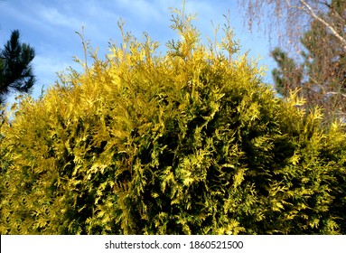 Gold Rider is only a recent cypress nobleman from Holland. Its flat fans of branches are conspicuously yellow-green and stand out significantly into the space away from the trunk.