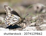 Gold Rim Swallowtail (Battus polydamas) is sitting on the ground in La Campana National Park