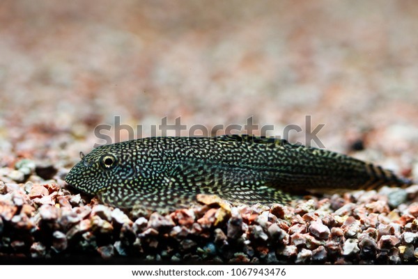 hillstream loach