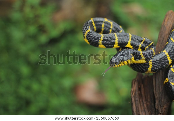 Gold ring snake from java island looking for food\
and always ready to attack