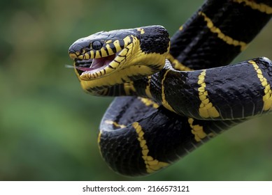 Gold ringed cat snake on tree branch,ready to attack