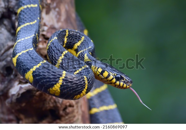 Gold\
ringed cat snake on tree branch,ready to\
attack