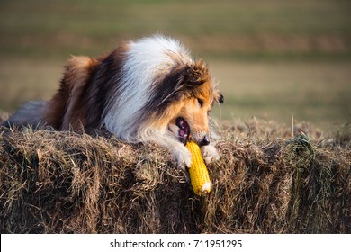 Gold Rough Collie Eating Corn At Haystack, Summer, Sunset