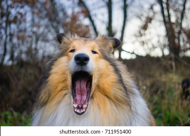 Gold Rough Collie Yawning 