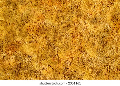 Gold Shag Carpet