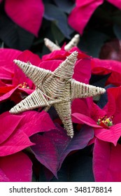 Gold Star And Red Christmas Poinsettia