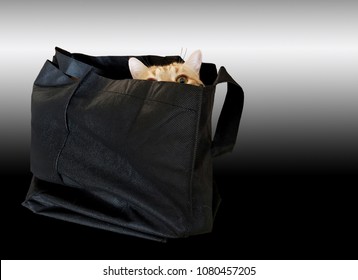 gold tabby cat hiding in black fabric bag isolated gradient black   silver background