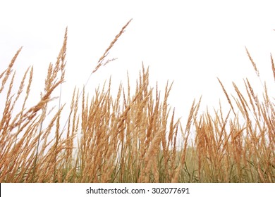 Gold Tall Grass 