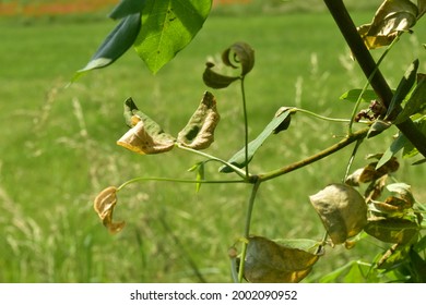 Silver Leaf Fungus Hd Stock Images Shutterstock