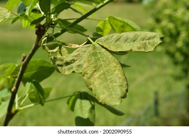 Silver Leaf Fungus Hd Stock Images Shutterstock