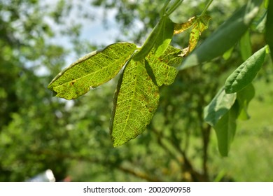 Silver Leaf Fungus Hd Stock Images Shutterstock