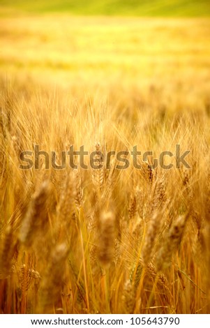 Similar – Wheat field in bright sunshine