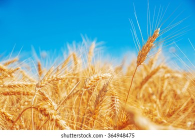 Gold Wheat Field And Blue Sky