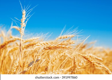 Gold Wheat Field And Blue Sky