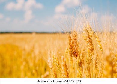 Gold Wheat Field And Blue Sky