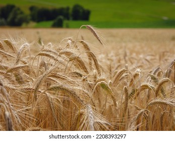 Gold Wheat Field And Green Hill. Roggenburg, Switzerland. Beauty World.