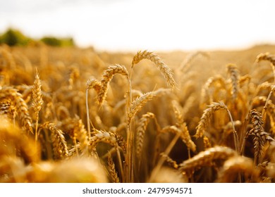 Gold wheat field.  The idea of a rich harvest. Agriculture farm. - Powered by Shutterstock