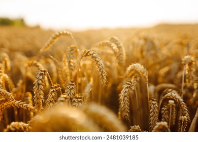 Gold wheat field.  The idea of a rich harvest. Agriculture farm.