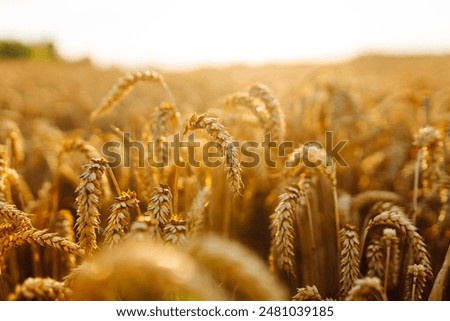 Similar – Image, Stock Photo Harvesting the sun in strips