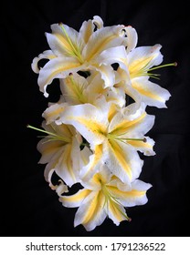 Gold and White Casablanca Lilies