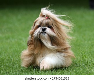 Gold And White Shih Tzu With Long Flowing Hair