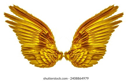 gold wing of bird on white background