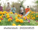 Gold yellow flower decorated on Chinese graveyard. Colorful flower on green grass field on Qingming ritual or Tomb sweeping day to respect to ancestor. Chinese Qingming memorial name ritual concept.