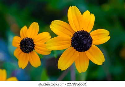  Goldblitz (Rudbeckia sp.) yellow flowers plants on a green background in the garden