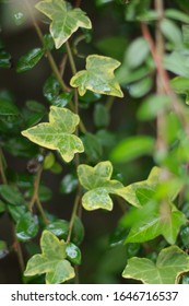 The Goldchild/ Gold child english ivy. Latin: Hedera helix. This Ivy is a durable evergreen plant, with yellow edges on the leaves.