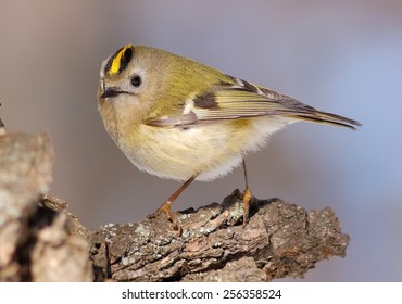 Goldcrest