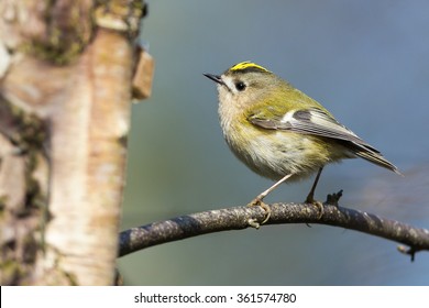 Goldcrest