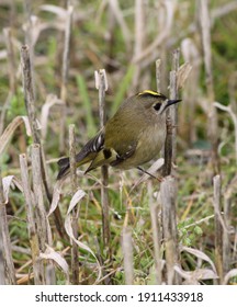 Goldcrest Bird Perched In Stubble Field