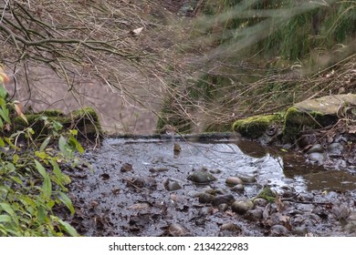 Goldcrest Bird Taking A Bath In A Stream