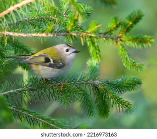 The Goldcrest Is Europe's Smallest Bird.