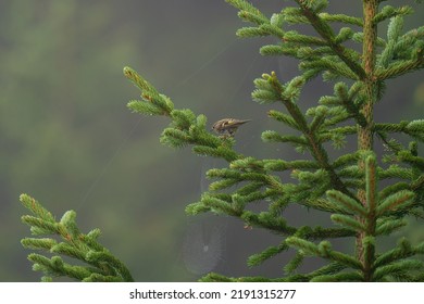 A Goldcrest Female, The Smallest European Songbird, Perched On A Spruce Tree On The Mountains At A Summer Day