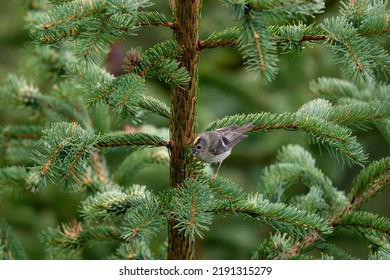 A Goldcrest Female, The Smallest European Songbird, Perched On A Spruce Tree On The Mountains At A Summer Day