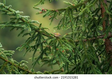 A Goldcrest Female, The Smallest European Songbird, Perched On A Spruce Tree On The Mountains At A Summer Day