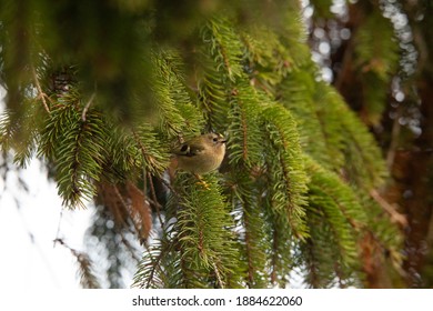 Goldcrest In Fir Tree British Winter 