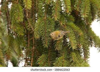 Goldcrest In Fir Tree British Winter 