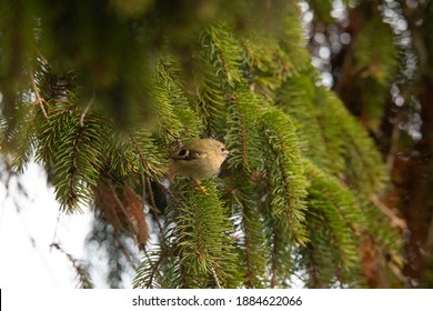 Goldcrest In Fir Tree British Winter 