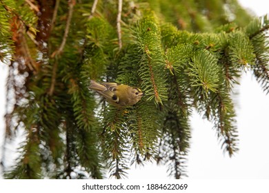 Goldcrest In Fir Tree British Winter 