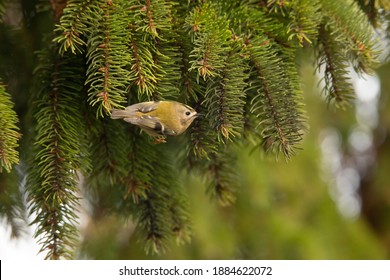 Goldcrest In Fir Tree British Winter 